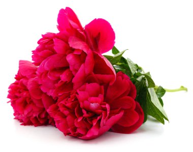 Beyaz arka planda izole edilmiş kırmızı güzel şakayık..