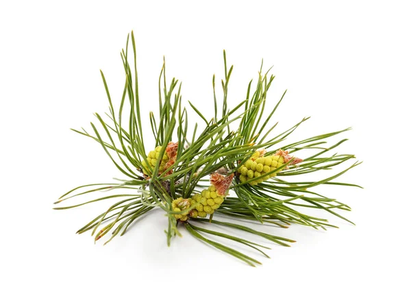 Cones Coniferous Branch White Background — Stock Photo, Image