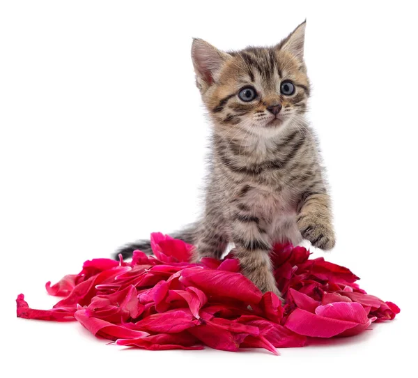Kitten Bunch Petals Isolated White Background — Stock Photo, Image