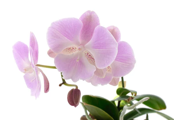 Roze Orchidee Bloemen Geïsoleerd Een Witte Achtergrond — Stockfoto