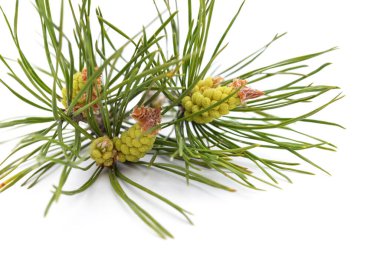 Beyaz arkaplan üzerinde kozalaklar.