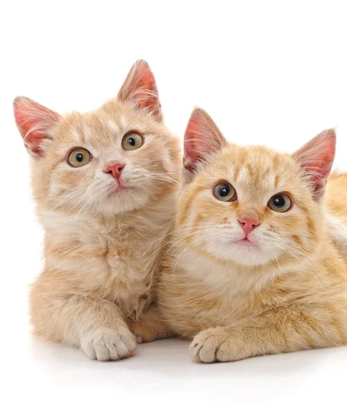 Дві Маленькі Кошенята Ізольовані Білому Тлі — стокове фото
