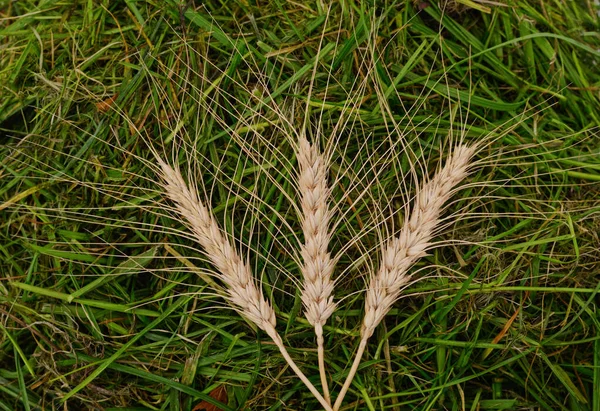 Três Espigas Trigo Uma Pilha Grama Verde — Fotografia de Stock