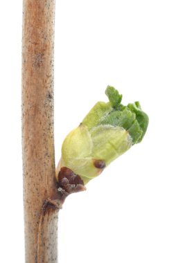 Beyaz arkaplanda izole bir daldaki tomurcuklar.