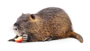 Büyük bir fındık, beyaz arka planda izole edilmiş bir elmayı yer..