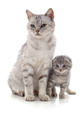 Beyaz arka planda kedisi olan kedi..