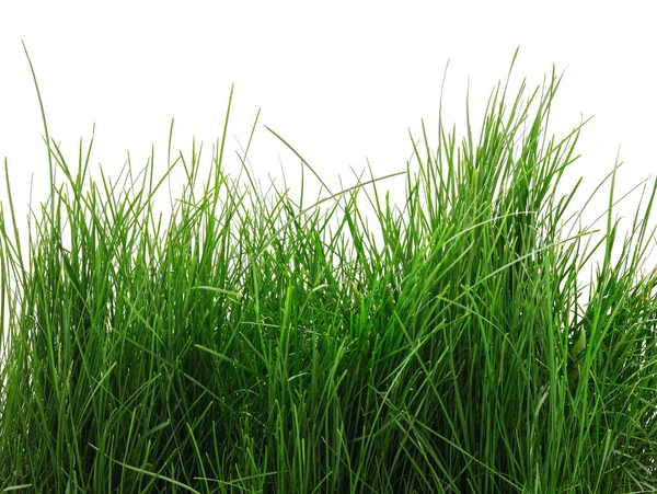 Bush Green Grass Isolated White Background — Stock Photo, Image