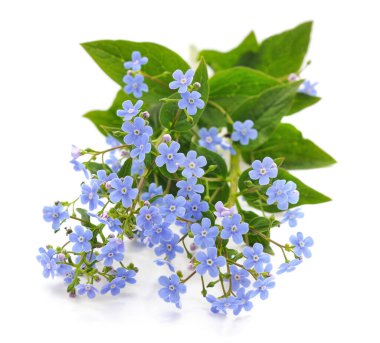 Bahar mavisi unutma beni çiçekleri beyaz arka planda izole edilmiş. 