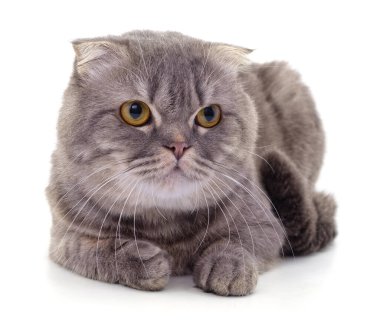 Beyaz arka planda izole edilmiş gri bir kedi yavrusu..