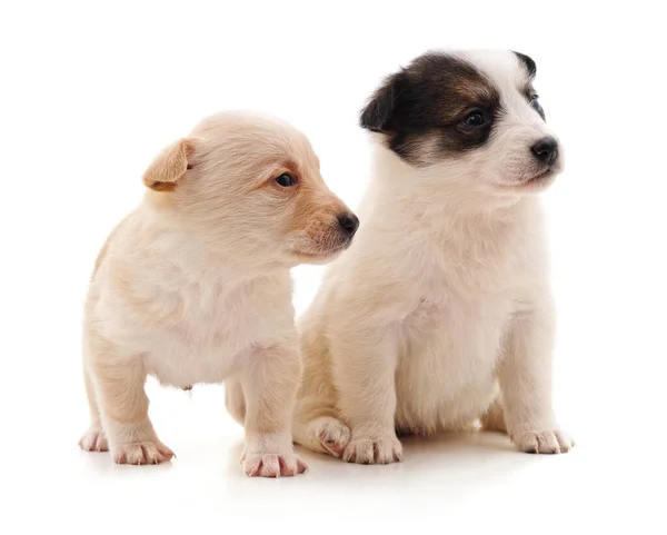 Dos Cachorritos Aislados Sobre Fondo Blanco — Foto de Stock