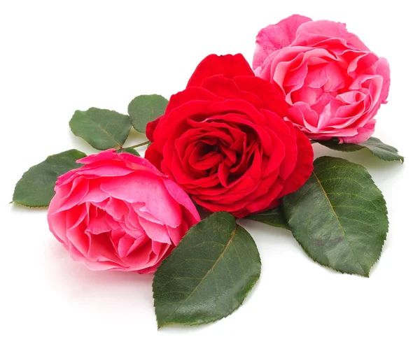 Tři Krásné Růže Izolované Bílém Pozadí — Stock fotografie
