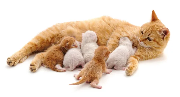 Gato Con Gatitos Aislados Sobre Fondo Blanco — Foto de Stock