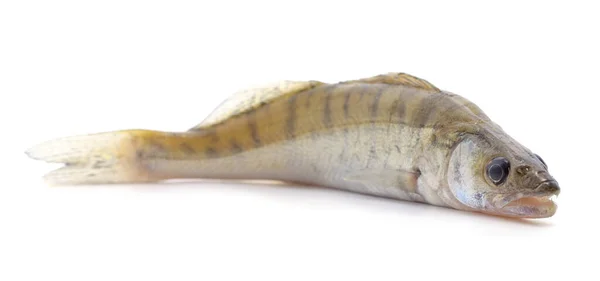 Little Fresh Perch Isolated White Background — Stock Photo, Image