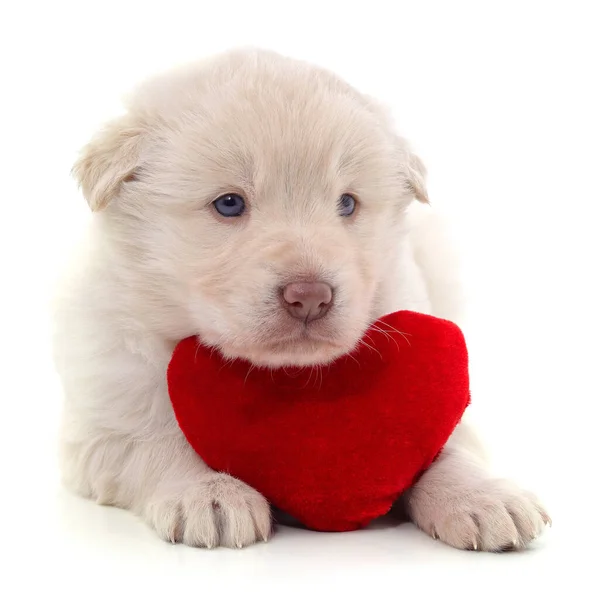 Kalbi Beyaz Arka Planda Izole Edilmiş Bir Köpek Yavrusu — Stok fotoğraf
