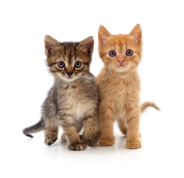 Two Small Kittens Isolated White Background — Stock Photo, Image
