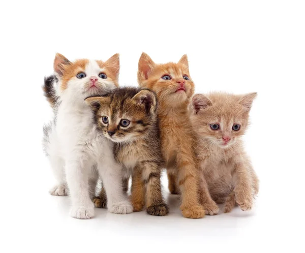 Group Little Kittens Isolated White Background — Stock Photo, Image