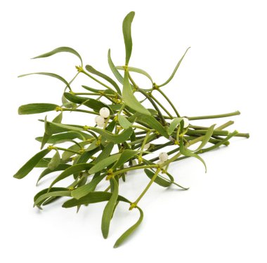 Beyaz arka planda izole edilmiş böğürtlenli yeşil ökseotu.