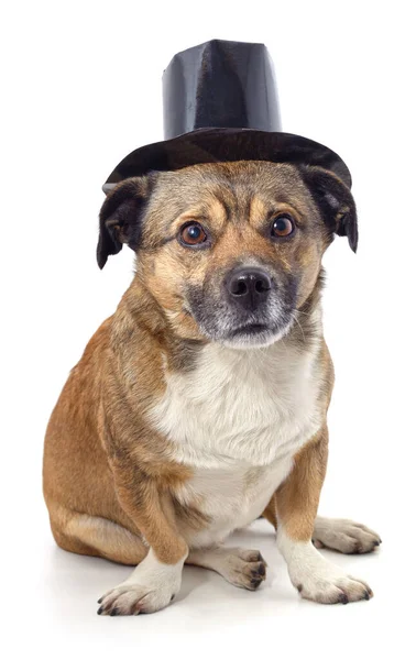 头戴礼帽的小狗 背景是白色的 — 图库照片
