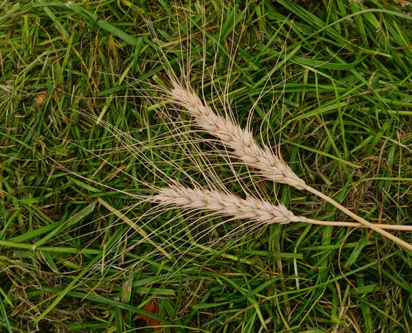 緑の草の山の上に小麦の2つの耳 — ストック写真