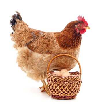 Beyaz arka planda yumurta ve tavuk..