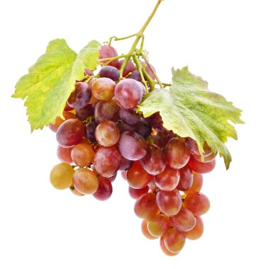 Beyaz arka planda iki demet koyu üzüm ve yaprak..