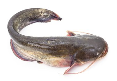 Beyaz bir arka planda izole edilmiş büyük bir nehir yayın balığı..