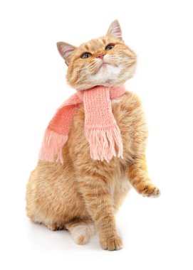 Örülmüş eşarplı kedi beyaz bir arka planda tek başına yukarı bakıyor..