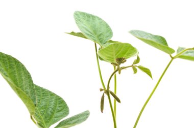 Yapraklı yeşil fasulye sapları ve beyaz arka planda izole edilmiş küçük kapsüller..