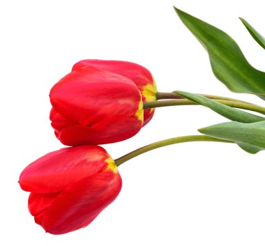 Beyaz arkaplanda üç kırmızı lale var..