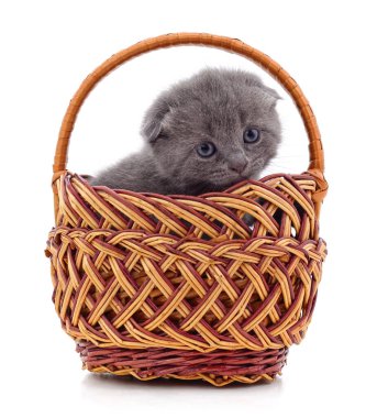 Beyaz arka planda izole edilmiş sepetteki gri kedi yavrusu..