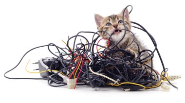 Kedi yavrusu ve kemirilmiş kablolar beyaz arka planda izole edilmiş..