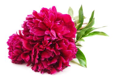 Beyaz arka planda izole edilmiş güzel kırmızı şakayık demeti..