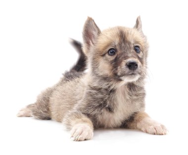 Gri renkli köpek yavrusu beyaz arka planda izole edilmiş..