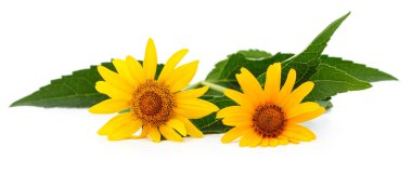 Beyaz arka planda yaprakları olan iki sarı papatya..