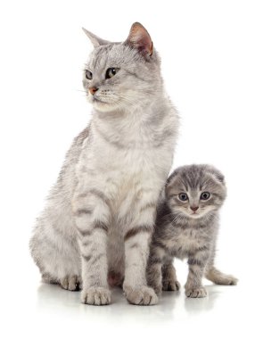 Bir gri kedi ve beyaz arka planda izole edilmiş bir kedi yavrusu.