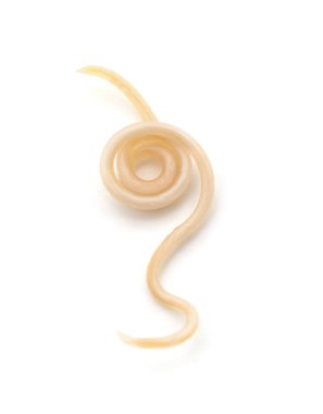 Beyaz bir arka planda izole edilmiş beyaz bir yuvarlak solucan paraziti..