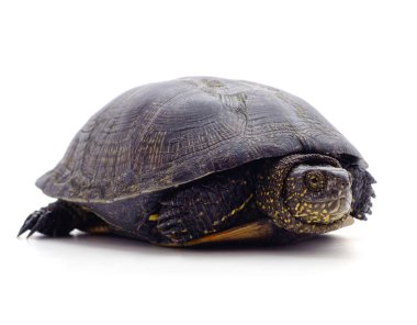 Beyaz arka planda izole edilmiş siyah bir kaplumbağa..