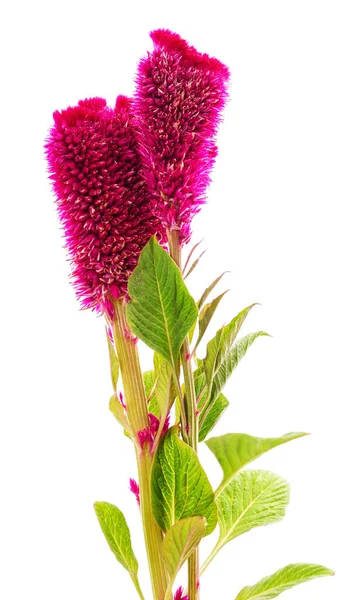 Beyaz bir arka planda yeşil yapraklı güzel bir çalı..