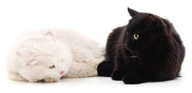 Beyaz arka planda siyah ve beyaz kediler.