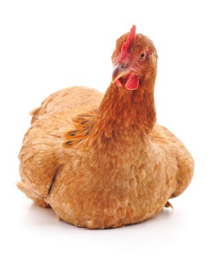 Beyaz arka planda izole edilmiş oturan kahverengi bir tavuk..