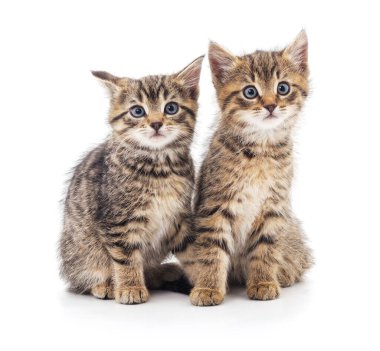 Beyaz arka planda izole edilmiş iki gri kedi yavrusu..