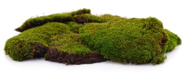 Beyaz arka planda bir grup yeşil yosun izole edilmiş..