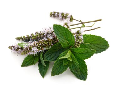 Beyaz arka planda yeşil nane yaprakları ve çiçekler izole edilmiş.