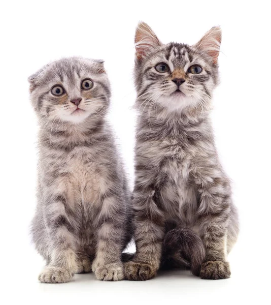 Dos Gatos Grises Aislados Sobre Fondo Blanco — Foto de Stock