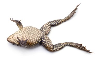 Sırtüstü uzanmış kurbağa beyaz bir arka planda..