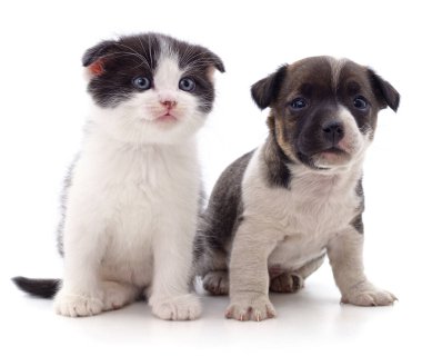 Yavru köpek ve kedi yavrusu beyaz bir arkaplanda izole edilmiş..