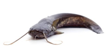 Beyaz arka planda izole edilmiş taze bir siyah yayın balığı..