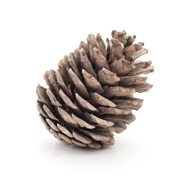 Beyaz arka planda izole edilmiş büyük kahverengi koni.