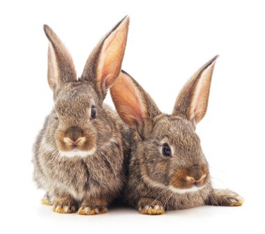 İki güzel kahverengi tavşan beyaz arka planda izole edilmiş..