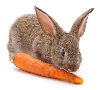 Kahverengi tavşan ve turuncu havuç beyaz arka planda izole edilmiş..